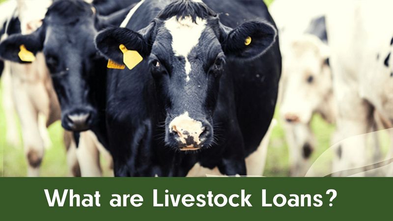 What are Livestock Loans